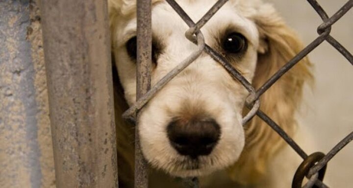 لایحه حمایت از حیوانات؛ سازماندهی قوانین در زمینه حقوق حیوانات