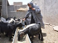 آبرسانی به دامداران گرمساری پیگیری می‌شود