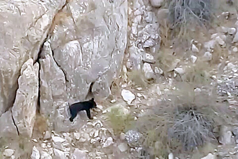 مشاهده یک قلاده خرس سیاه آسیایی در فاریاب رودان