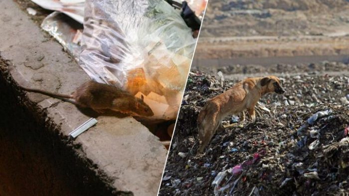 پای کار نبودن سازمان محیط زیست در رها سازی سگ های بدون صاحب