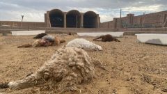 حمله گرگ‌های گرسنه به یک روستا در مهریز