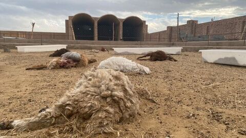 حمله گرگ‌های گرسنه به یک روستا در مهریز