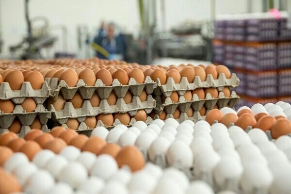 قیمت تخم مرغ در میادین میوه و تره بار افزایش یافت