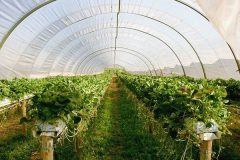 افتتاح نخستین گلخانه کودک منطقه ۱۹ در سرای محله شریعتی جنوبی