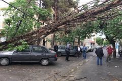 رفع سد معبر و ایمنی ۲۹ اصله درخت سقوط یافته از طوفان تهران