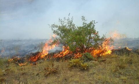 آتش سوزی در ۵ هکتار از باغات روستای یانس آباد آبیک