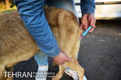 آغاز عملیات تحقیقاتی به منظور ساماندهی سگ‌های بدون صاحب/ تزریق ۵۰۰ دز واکسن طی ۳ماه اخیر