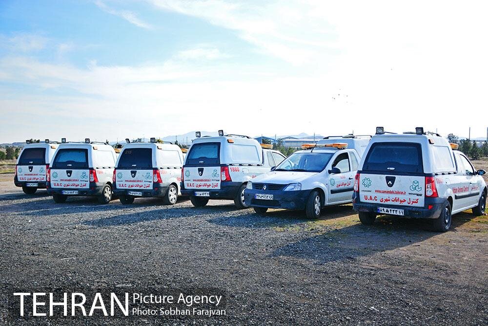 آغاز عملیات تحقیقاتی به منظور ساماندهی سگ‌های بدون صاحب/ تزریق ۵۰۰ دز واکسن طی ۳ماه اخیر