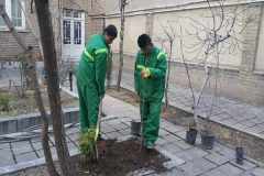 کاشت درخت در منازل شهروندان برای تلطیف هوا