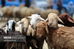 فعالیت ۱۵ جایگاه ویژه فروش دام زنده در تهران ویژه عید قربان