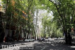 چنارهایی که دیگر سبز نمی‌شوند